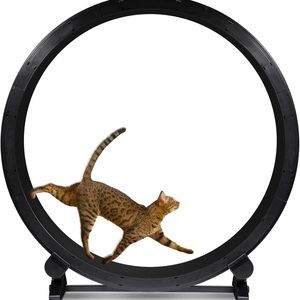 ONE FAST CAT brand new. WITHOUT THE PADS.